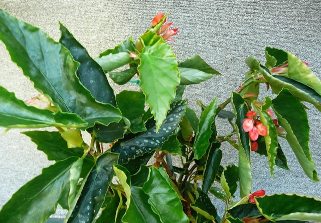 B. ‘Coral Rubra’
